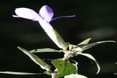 Barleria involucrata var. elata